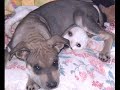 Rescued Puppies *ADOPTED*