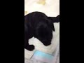 Click here to watch this video アメコあかちゃん