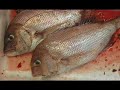 Tsukiji Fish Market/ Tokyo Japan