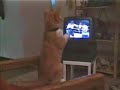 Boxing Cat
