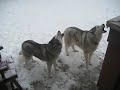 A Husky Christmas Carol