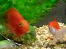 Parrot Fish