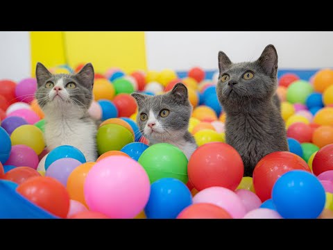 Three Cats and 1000 Balls in a Ball Pit !!