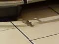 Un scandale �touff�: des rats � la grande �picerie du bon march�!!!