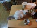 猫とお手前の練習 Tea Ceremony with catYoutube(ユーチューブ・ゆーちゅーぶ)・Dailymotion動画