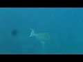 Kaanapali Beach snorkeling trip w/audio