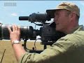 Wild lion feeds her cute baby animals a warthog snack for the first time - BBC wildlife Wild lion feeds her cute baby animals a warthog snack for the first time - BBC wildlife