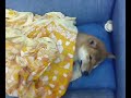 Shibas Descansando (Resting) Shibas Descansando (Resting)