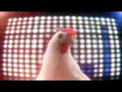 baile de la gallina - No hay ninguna descripción.