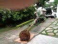 BSB Jardins e Paisagismo - paisagista Rose Antonelli - transplante de palmeira - http://roseantonelli.wordpress.com e http://roseantonelli.blogspot.com.  Carro puxando a palmeira, usamos uma táboa para não raspar as raízes no chão e danificá-la.