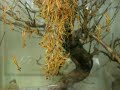 Schl�pfen der Larven