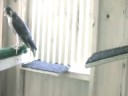 Rock City Raptors- Peregrine Project #2
