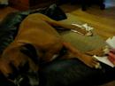Allie the Boxer getting her nails painted