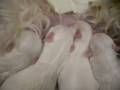 videos de Ninhada 081113b