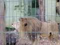 a furia do leao zoo de PIRACICABA S.P