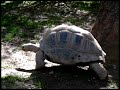 Zoo Movie