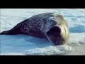Farce of the Penguins Trailer