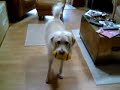 Labradoodle goes nuts