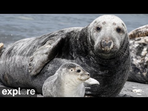 Live-Cam: Kegelrobben - Gray Seals - Pupping Cam ( ...