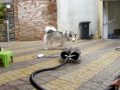 Alaskan Malamute Sophie in argue with her hair dryer/blower (Arctic Village kennel)