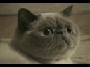 TONKINESE