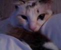 sleepy kitty wilow