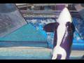 videos de Sea World - Shamu 