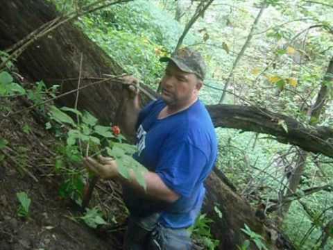 how to replant ginseng