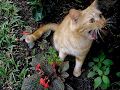 Funneh Animal Pics.