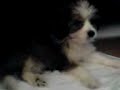 Welpe Hund \"Odin\" puppy dog \"Odin\" Powderpuff powderp Welpe Hund \"Odin\" puppy dog \"Odin\" Powderpuff powderp
