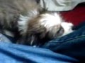 Welpe  Hund Odin     puppy dog Odin Powderpuff   powderp