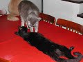 meus amores felinos