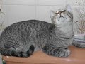 meus amores felinos