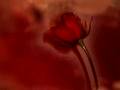 what 14 feb means to me