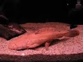 a pair of Lophiosilurus alexandri aka pacman catfish a pair of Lophiosilurus alexandri aka pacman catfish