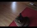 videos de Thanksgiving 2008