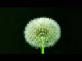 videos de Facts Of Evolution - (Chapter 2 of 6)