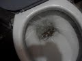 Tollet pegando um jacar�