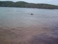 black lab swimming in Raystown Lake, PA