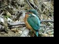 kingfisher