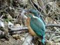 kingfisher