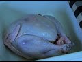 Cooking a Christmas Turkey : Rinsing a Christmas Turkey Before Cooking