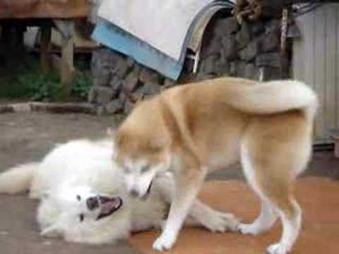 Akihito &  Dagor  (Akita Inu e Samoiedo)