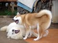 Akihito &  Dagor  (Akita Inu e Samoiedo)