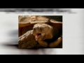 Darwin Day Trailer