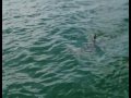 Charlotte Harbor Tarpon Fishing Hammerhead Shark Stalking