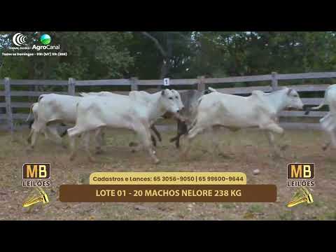 508� LEIL�O VIRTUAL MB LEIL�ES