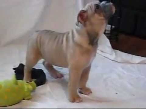 Olde English Bulldogge female pups