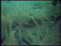 Common Mid-Atlantic Seafloor Habitats