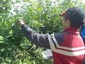 Blaubeeren ablesen (III/IV) Blaubeeren ablesen (III/IV)